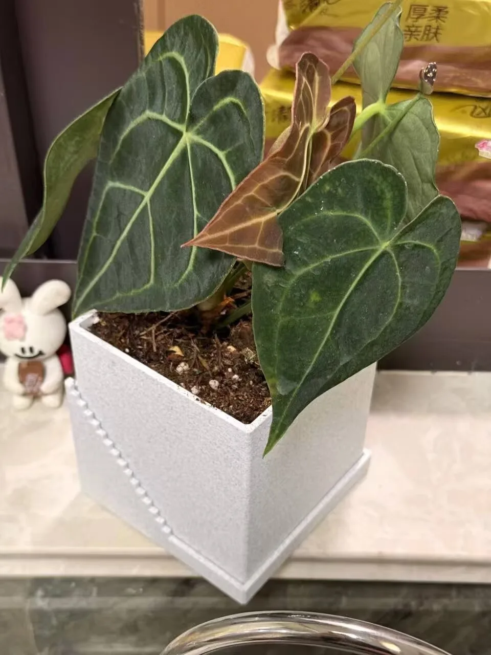 6X POT 花盆方形款